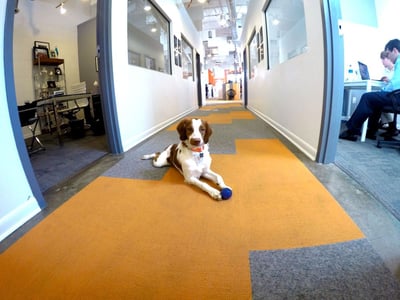 everyday-is-bring-your-dog-to-work-day.jpg